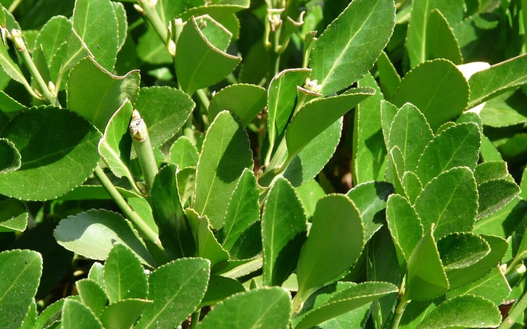 Laubgehölze Ratgeber: Empfehlung und Kaufratgeber